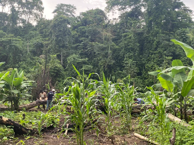 Maraichage en bordure de forêt, Congo, décembre 2024 © Leo Blondet, Cirad