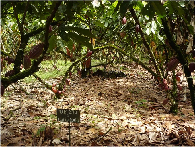 Picture of the trial evaluated during 18 years. Here, is presented an elementary plot of the trees of the crossing UF 273 x Catie 1000.