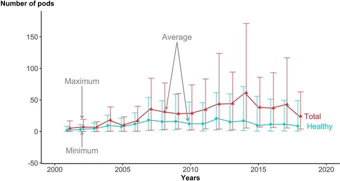 Average, minimum and maximum number of healthy (blue) and total pods (red) produced per tree each season (from July to June).