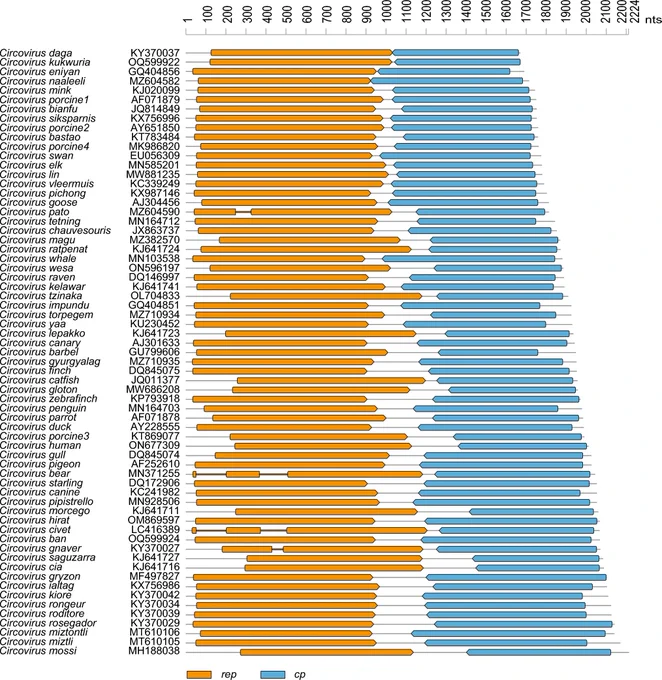 Linearized representation of the genome organization of circoviruses representing each species. The binominal species names and the representative member accession numbers are provided to the left of each genome illustration. The Rep and CP coding genes are shown as orange and blue bars, respectively. Interruptions in the Rep regions correspond to introns.