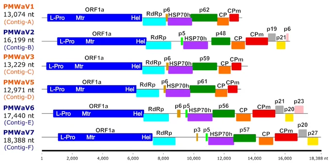 Genomic organization of the six ampelovirus isolates whose genomes were sequenced in this work. ORFs are represented as coloured boxes. Size scale (in nucleotides) is provided at the bottom of the figure. The acronyms of ampeloviruses from subgroup I and subgroup II are coloured in blue and orange, respectively. Abbreviations are as follows: L-Pro, leader papain-like protease; Mtr, methyltransferase; Hel, helicase; RdRp, RNA-dependent RNA polymerase; HSP70h, heat-shock protein 70 homolog; CP, coat protein; CPm, minor coat protein; other ORFs are named according to the weight in kDa of the protein they encode, preceded with the letter “p” for protein.