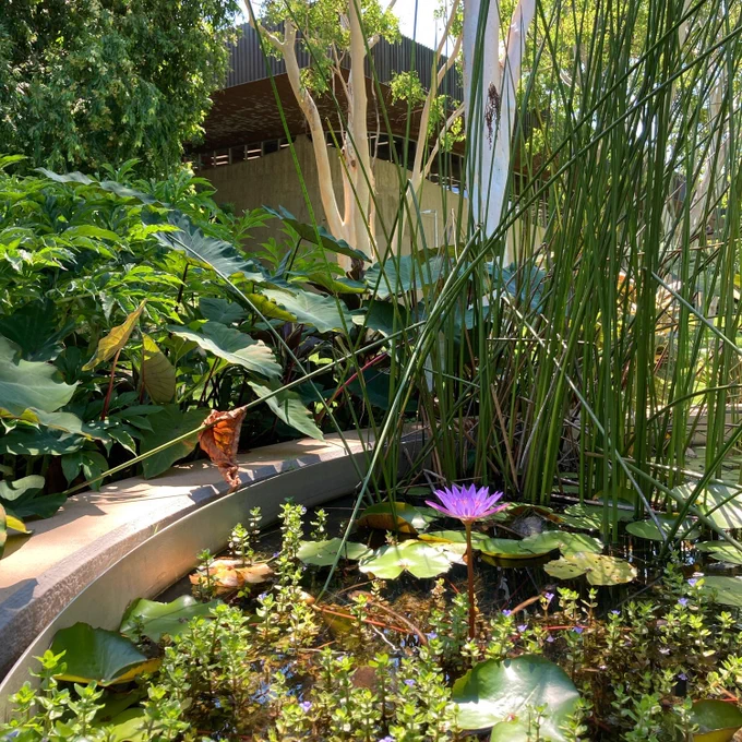 A purple nymphaea flower with various other water plants in a man-made pond, with the Mabo Library in the background 