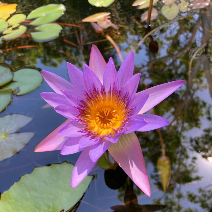 A close up of a purple nymphaea flower 