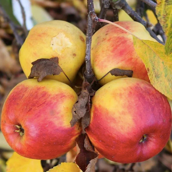 Elstar apples - red and yellow on a branch with fading leaves