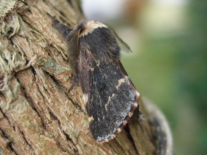 December Moth (Mark Parsons) 
