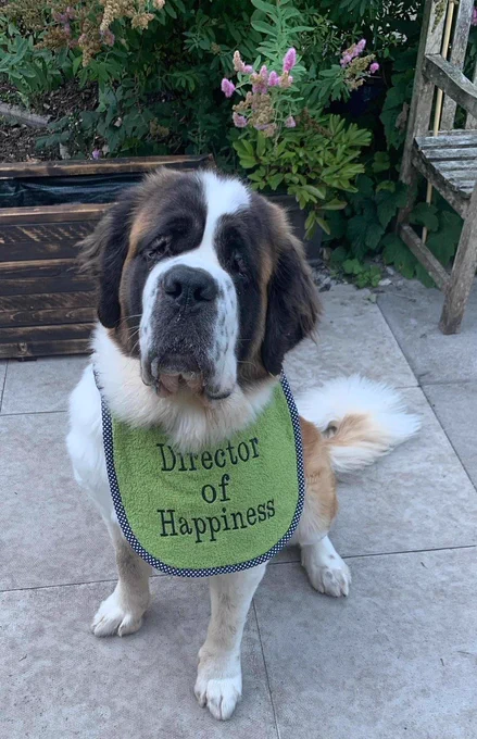 A St Bernard dog is wearing a green bib that reads ‘Director of Happiness’