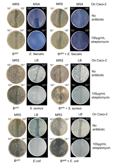 Screening for transconjugants on selective media after co-incubation of recipient bacteria with streptomycin-adapted probiotics BstrR on Caco-2 cells. 