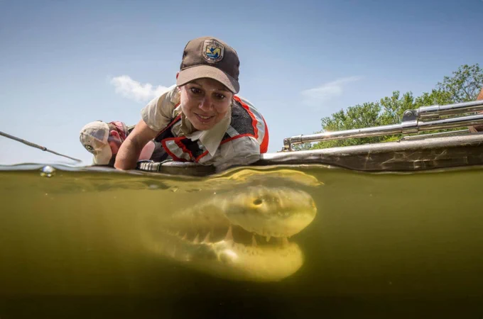 A biologist in a boat, is leaning over into the water to hold onto a very large gar fish with sharp looking teeth. 