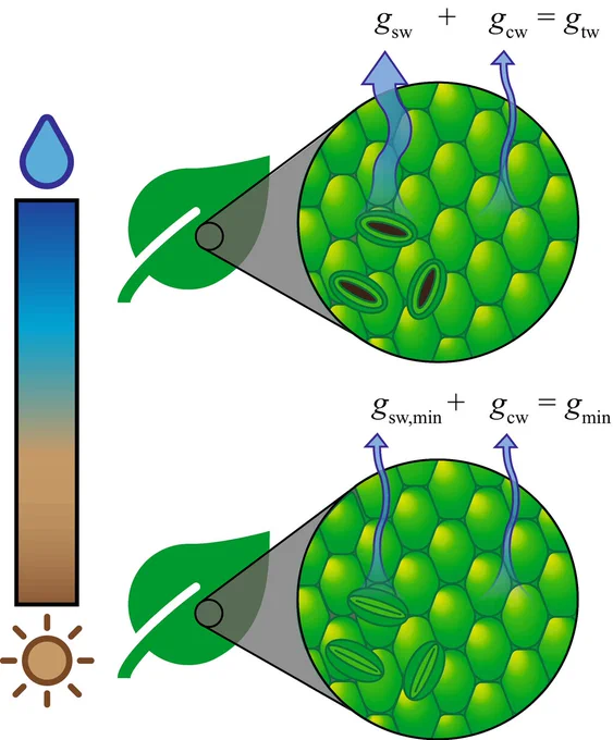 Leaf water fluxes during times of high and low water availability.