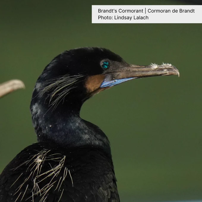 Close-up of the blue eyes of a Brandt's Cormorant.