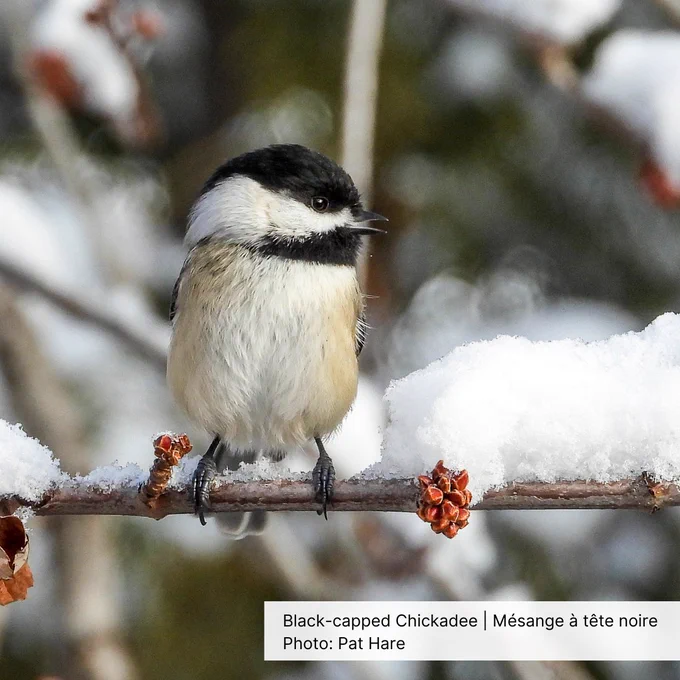 A Black-capped Chickadee perches on a now-covered branch.
