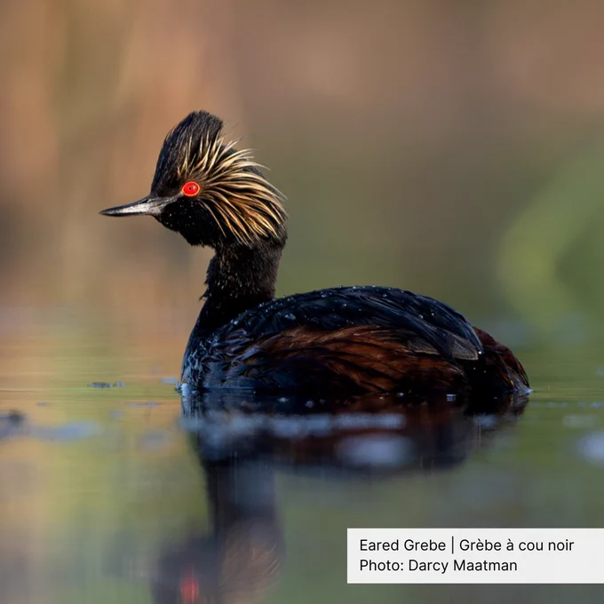 An Eared Grebe swimming.