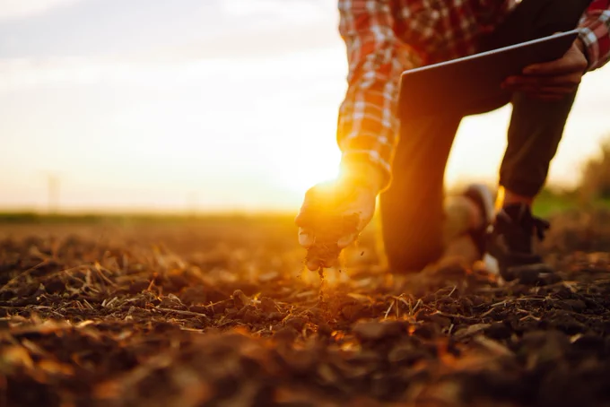 A farmer or researcher kneels down in a field to inspect the soil