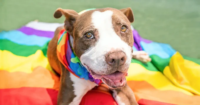 dog with a rainbow bandana 