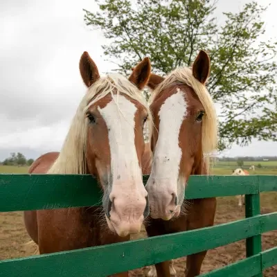 two horses