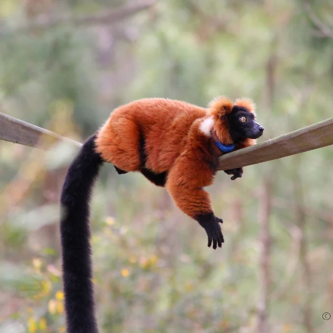 lemur