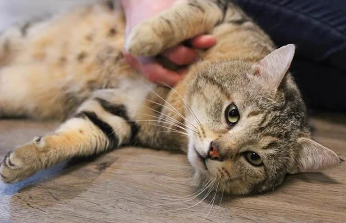 cat being pet