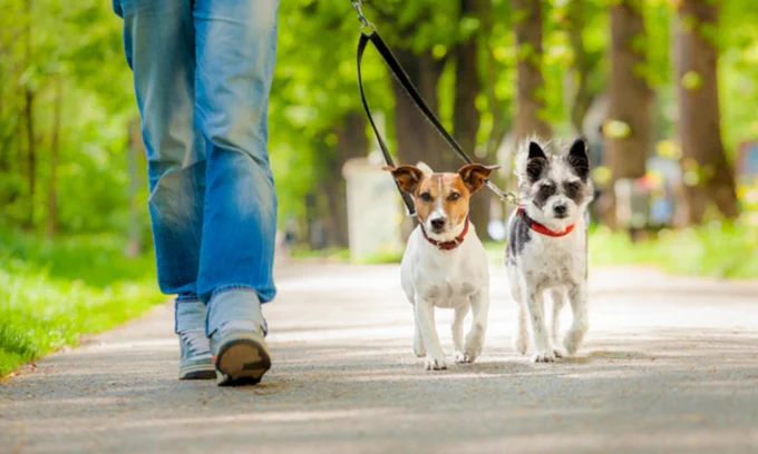 New laws for pet ownership in community schemes