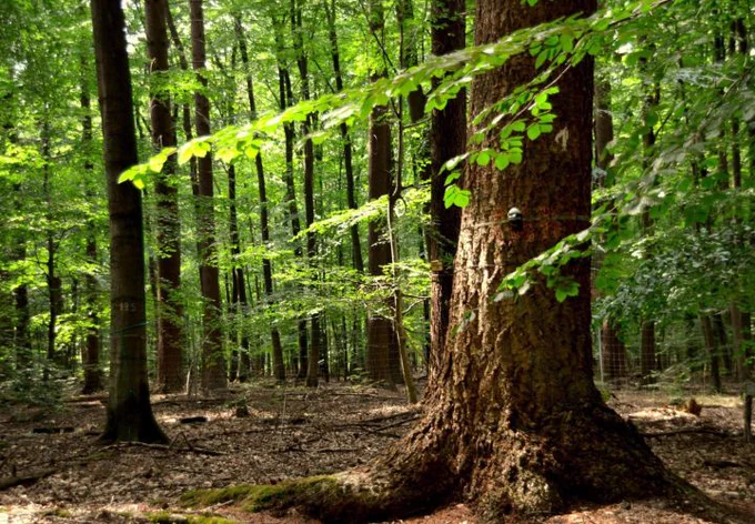 Eine Waldversuchsfläche, die ein Mischwaldgebiet aus Buchen und Douglasien darstellt. Der massive Baumstamm im Vordergrund gehört zu einer Douglasie, einer nicht einheimischen Nadelbaumart, die ursprünglich aus Nordwestamerika kommt. Foto: Christina Hackmann