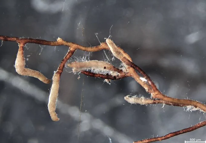 Pilzfäden, die die Wurzeln einer Buche umhüllen und so einen Mantel bilden. Diese Form wird als Ektomykorrhiza bezeichnet und ist das Ergebnis einer symbiotischen Beziehung zwischen einem Pilz und den Wurzeln einer Buche, von der beide Organismen profitieren. Foto: Michela Audisio