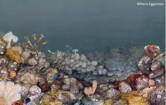 Illustration of a historical healthy native oyster reef – a target of what could become from restoration efforts (©Maria Eggertsen) 