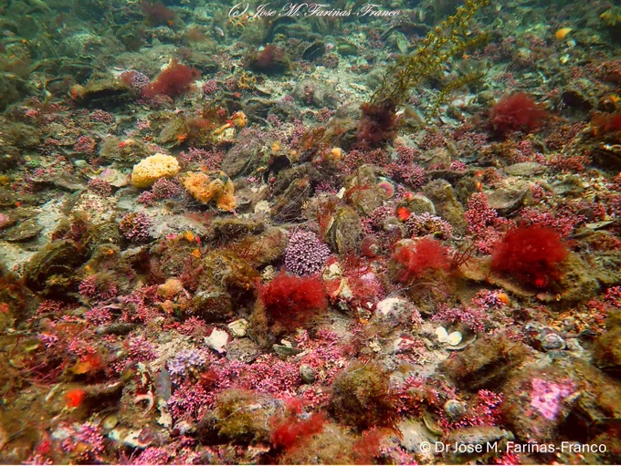 An image of one of the last known oyster habitats (© Dr Jose M. Fariñas-Franco) 