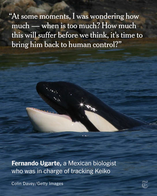 A photo of an orca swimming with a quote: "At some moments, I was wondering how much — when is too much? How much this will suffer before we think, it's time to bring him back to human control?" - Fernando Ugarte, a Mexican biologist who was in charge of tracking Keiko