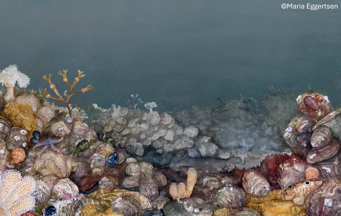 Illustration of a historical healthy native oyster reef – a target of what could become from restoration efforts (©Maria Eggertsen)