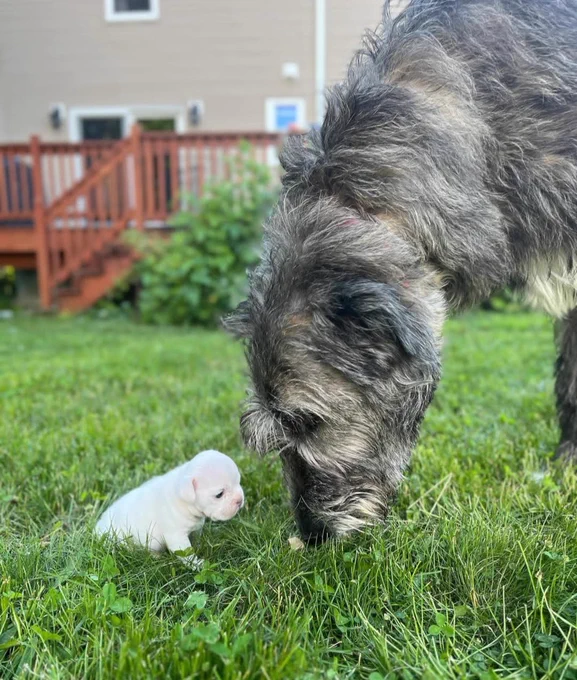 Chicken bends her neck down to sniff very gingerly at a white potato-sized puppy sitting in the grass. the puppy is barely the size of Chicken’s snout.