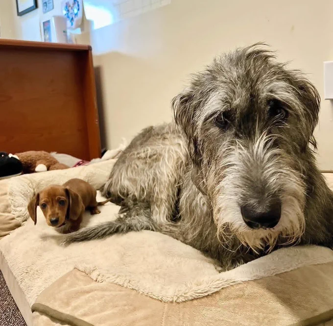 Chicken looks at the camera with her sweet muppet eyebrows. she’s laying down on a puffy white bed, and there’s a teensy brown dachshund puppy laying down next to her with a timid expression on their face.