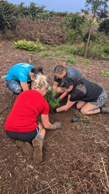 Volunteers plant trees on Green Mountain National Park 