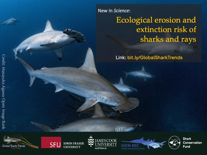 Scalloped hammerhead sharks (Sphyrna lewini) IUCN Critically Endangered