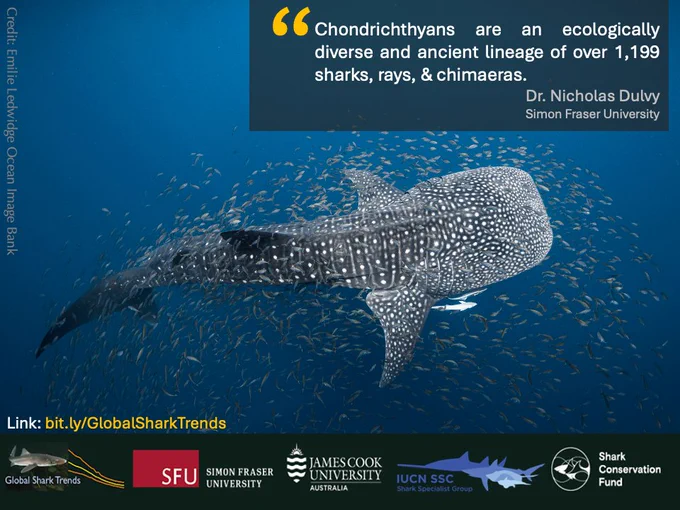 A whale Shark (Rhincodon typus) lit from above in a shoal of small fishes; IUCN Endangered