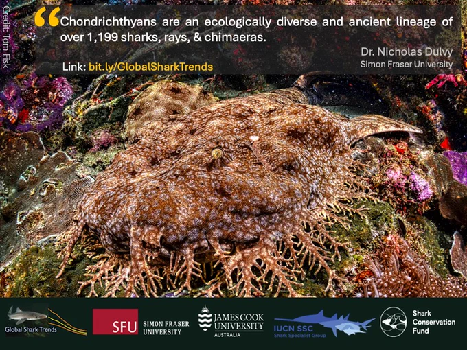 A wobbegong image by Tom Fish (Pexels). These iconic sharks are sit-and-wait predators, mainly on or around coral reefs