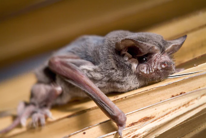 Bat!