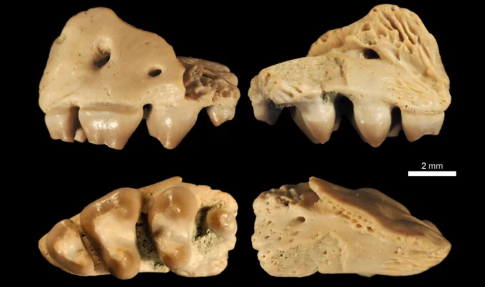 Scans of dinosaur teeth