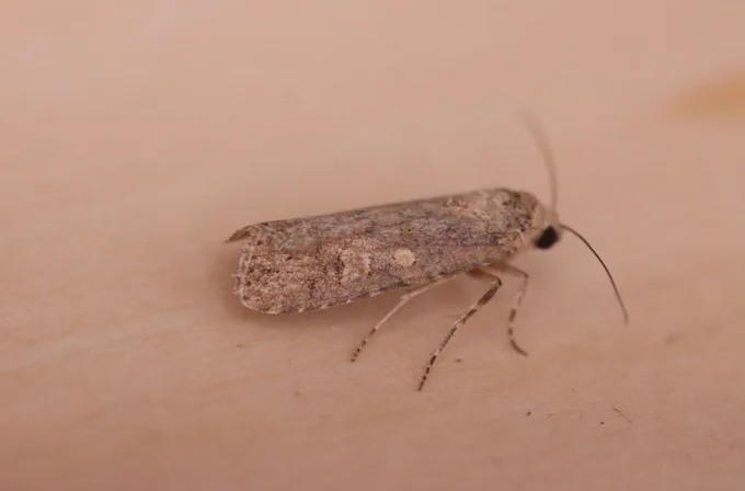 Small Mottled Willow NFG