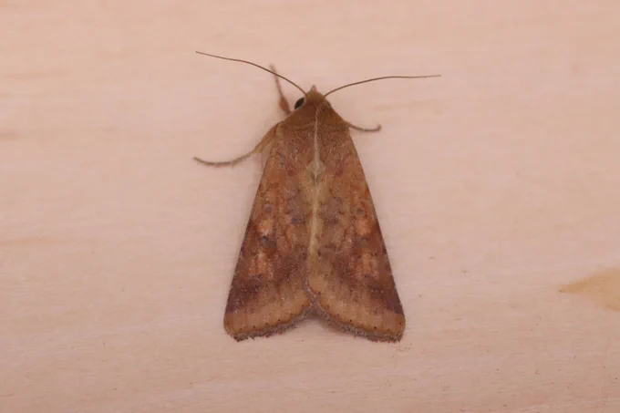 Scarce Bordered Straw NFG