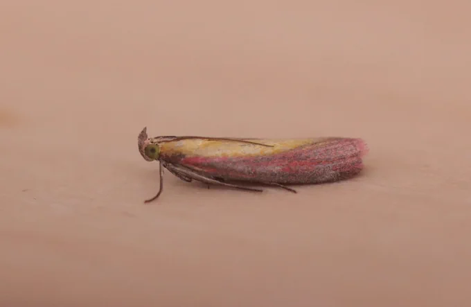 Oncocera semirubella, the rhubarb and custard moth. Not NFG but my favourite micro moth.