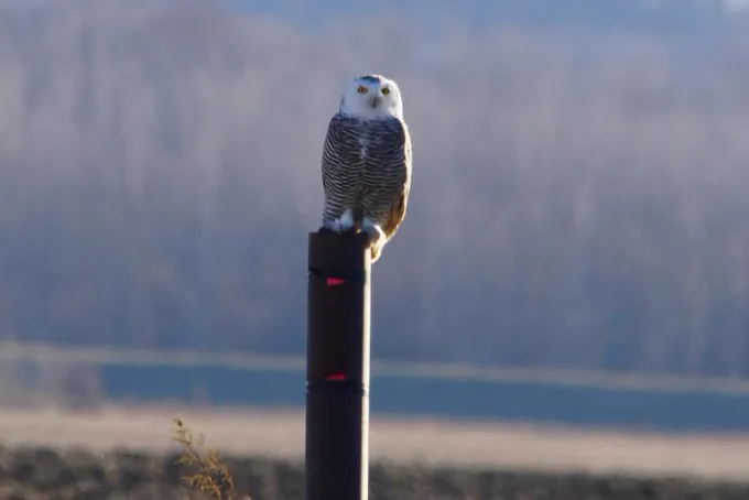 Juvenile snowy owl perches on a post in northern Missouri