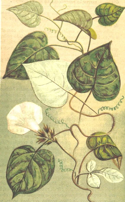 Digitised image from page 669 of "Expedição Portugueza ao Muata-Ianvo. Os climas e as Producções das terras de Malange á Lunda, etc. pt. I" showing an ipomoea plant with a white flower
