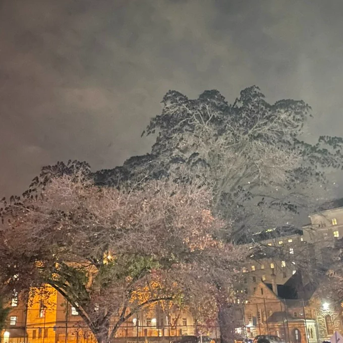 A photo taken at night time of two trees that are dense with resting crows covering the top of the canopy. A cloudy ominous looking sky is in the background.