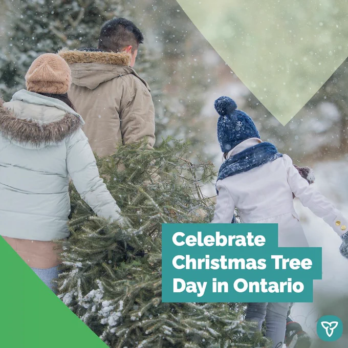 A family pulling their Christmas tree behind them.