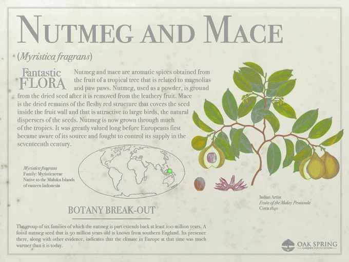 Nutmeg and mace are aromatic spices obtained from the fruit of a tropical tree (Myristica fragrans) that is related to magnolias and paw paws. Nutmeg, used as a powder, is ground from the dried seed after it is removed from the leathery fruit. Mace is the dried remains of the fleshy red structure that covers the seed inside the fruit wall and that is attractive to large birds, the natural dispersers of the seeds. Nutmeg is now grown through much of the tropics. It was greatly valued long before Europeans first became aware of its source and fought to control its supply in the seventeenth century. 

The group of six families of which the nutmeg is part extends back at least 100 million years. A fossil nutmeg seed that is 50 million years old is known from southern England. Its presence there, along with other evidence, indicates that the climate in Europe at that time was much warmer than it is today. 