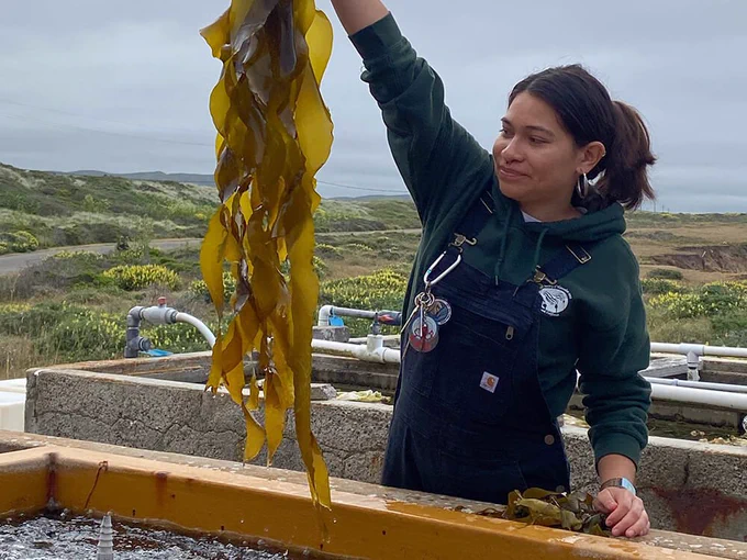 a person holds up a bunch of bull kelp above a tank with green hills behind them. 