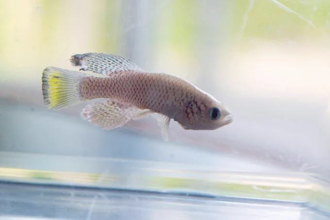 Killifish