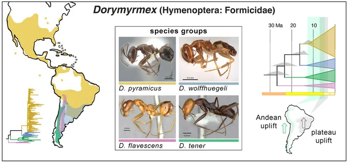 Graphical abstract of: Ultraconserved element (UCE) phylogenomics illuminates the evolutionary history and biogeography of Dorymyrmex pyramid ants