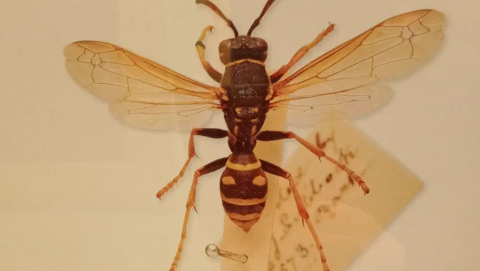 Pet wasp donated by Sir John Lubbock to The British Museum where she was prepared as a museum specimen. Shown pinned with museum label.