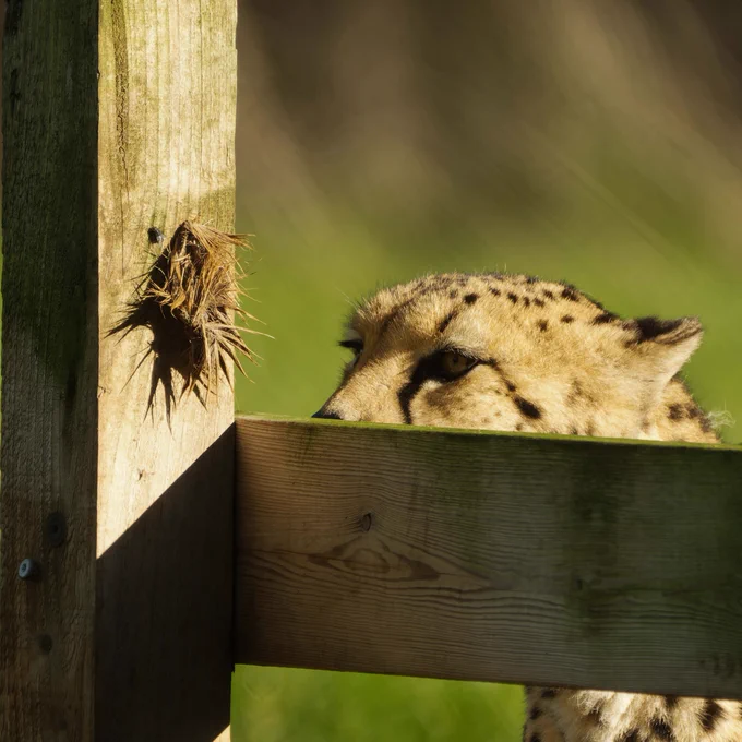 Cheetah at Bristol Zoo Project
