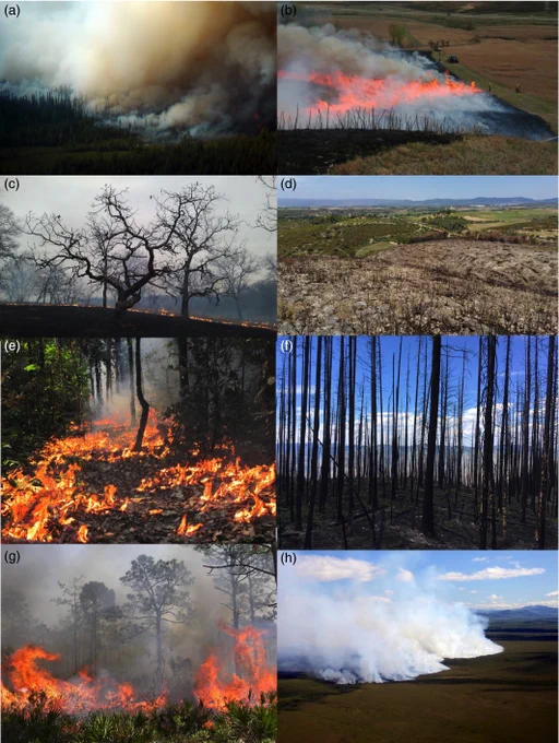 McLauchlan, Kendra K., Philip E. Higuera, Jessica Miesel, Brendan M. Rogers, Jennifer Schweitzer, Jacquelyn K. Shuman, Alan J. Tepley et al. "Fire as a fundamental ecological process: Research advances and frontiers." Journal of Ecology 108, no. 5 (2020): 2047-2069.
